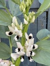 Photo of the Flower of Vicia Faba Faba Bean Fava Bean Horse Bean or Broad Bean Royalty Free Stock Photo