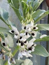 Photo of the Flower of Vicia Faba Faba Bean Fava Bean Horse Bean or Broad Bean Royalty Free Stock Photo