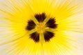 Flower white, yellow and purple Turnera ulmifolia core detail