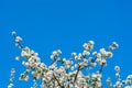 Photo of flowering branch of apple tree in spring against the bl