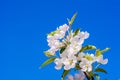 Photo of flowering branch of apple tree in spring against the bl