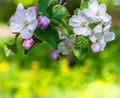 Photo of flowering branch of apple tree in spring. Shallow depth