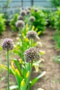 Photo of flowering garlic. Garlic seeds. Garlic on the bed