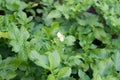 Photo of flowering potatoes. The cultivation of potatoes on the home farm.