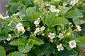 Photo of flowering strawberry bushes in the garden