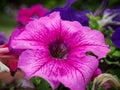 Photo of flowers growing in the city park