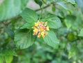 Photo of flowers perched by a bee Flowers yellow orange pink