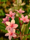 Frangipani pink flowers endemic plant leaves background Royalty Free Stock Photo