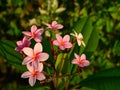 Frangipani tropical flowers biodiversity of Norht America Royalty Free Stock Photo