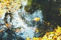 Photo of flowing stream in autumn forest Royalty Free Stock Photo