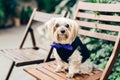 Photo of fluffy puppy on wooden chair, wears festive outfit, being present on special occasion. Pedigree dog. Beautiful animal