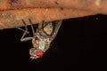 Fly red eyes extreme closeup photo - Fly red eyes macro photo Royalty Free Stock Photo