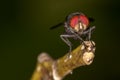 Fly red eyes extreme closeup photo - Fly red eyes macro photo Royalty Free Stock Photo