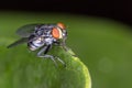 Fly red eyes extreme closeup photo - Fly red eyes macro photo Royalty Free Stock Photo