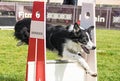 Border collie on amazing flyball schampionship in Prague Royalty Free Stock Photo