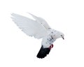 Isolated white dove with black tail Royalty Free Stock Photo