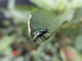 Photo of a flyn the green leaves in the garden Royalty Free Stock Photo