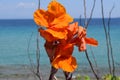 Focus on bright orange flower and sea in background