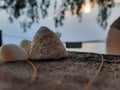 A photo focused on a sea shells on a table, taken at time near sunset