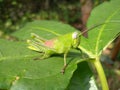 photo that focuses on the grasshopper on the leaf Royalty Free Stock Photo