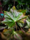 a photo that focuses on a leaf