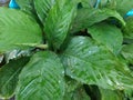 photo focusing on Spathiphyllum kochii getting wet in the rain in front of the house