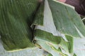 Photo of folded banana leaves