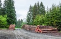 Piles of logs after lumbering in Sumava