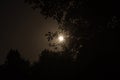 foliage of a tree against the background of the night sky with a shining full moon