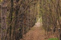 A photo in the forest with a path surrounded by trees,