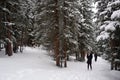 Photo of Winter Forest of Subalpine Fir and Limber Pine in Echo Lake Colorado USA