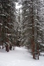 Photo of Winter Forest of Subalpine Fir and Limber Pine in Echo Lake Colorado USA Royalty Free Stock Photo