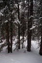 Photo of Winter Forest of Subalpine Fir and Limber Pine in Echo Lake Colorado USA Royalty Free Stock Photo