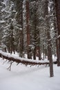 Photo of Winter Forest of Subalpine Fir and Limber Pine in Echo Lake Colorado USA Royalty Free Stock Photo