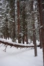 Photo of Winter Forest of Subalpine Fir and Limber Pine in Echo Lake Colorado USA Royalty Free Stock Photo