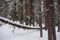 Photo of Winter Forest of Subalpine Fir and Limber Pine in Echo Lake Colorado USA