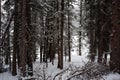 Photo of Winter Forest of Subalpine Fir and Limber Pine in Echo Lake Colorado USA