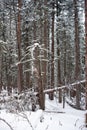 Photo of Winter Forest of Subalpine Fir and Limber Pine in Echo Lake Colorado USA Royalty Free Stock Photo