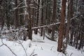 Photo of Winter Forest of Subalpine Fir and Limber Pine in Echo Lake Colorado USA