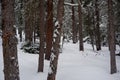 Photo of Winter Forest of Subalpine Fir and Limber Pine in Echo Lake Colorado USA