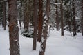 Photo of Winter Forest of Subalpine Fir and Limber Pine in Echo Lake Colorado USA