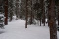 Photo of Winter Forest of Subalpine Fir and Limber Pine in Echo Lake Colorado USA Royalty Free Stock Photo