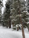 Photo of Winter Forest of Subalpine Fir and Limber Pine in Echo Lake Colorado USA Royalty Free Stock Photo