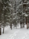 Photo of Winter Forest of Subalpine Fir and Limber Pine in Echo Lake Colorado USA