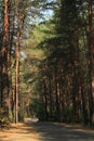 A photo of a forest trail among the pine trees Royalty Free Stock Photo