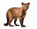 photo of fossa Cryptoprocta ferox isolated on white background. Generative AI