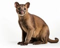 photo of fossa Cryptoprocta ferox isolated on white background. Generative AI