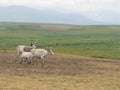 Photo of four deer in the tundra