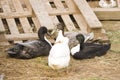 Photo of four ducks on a background of wooden boards..