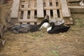 Photo of four ducks in a bird`s yard.